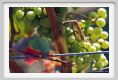 tenuta_di_arceno496