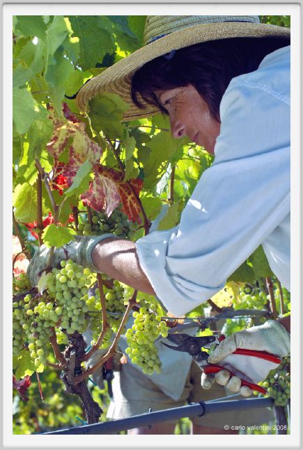 tenuta_di_arceno541