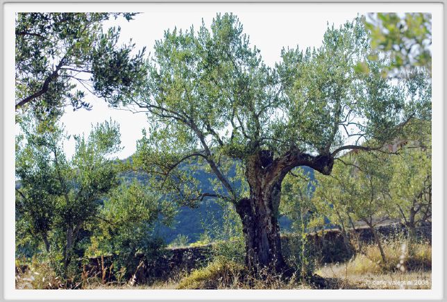 tenuta_di_arceno671