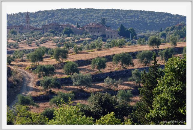tenuta_di_arceno672