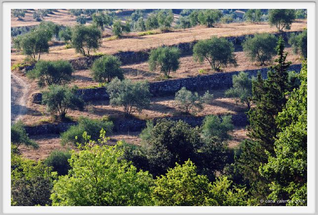 tenuta_di_arceno674