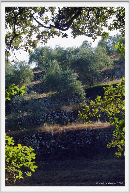 tenuta_di_arceno675