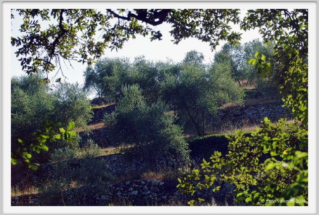 tenuta_di_arceno676