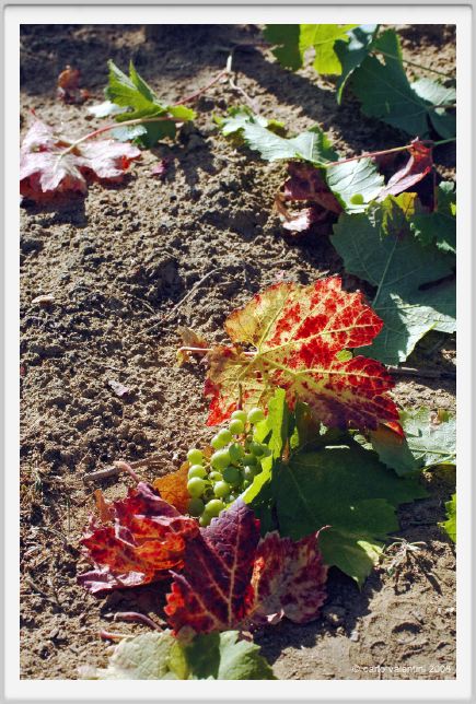 tenuta_di_arceno560