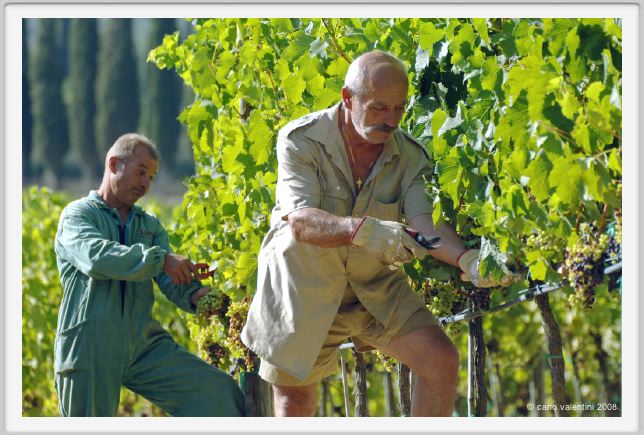 tenuta_di_arceno562