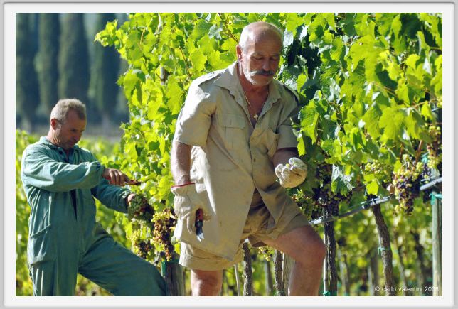 tenuta_di_arceno563