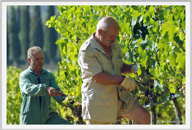 tenuta_di_arceno564