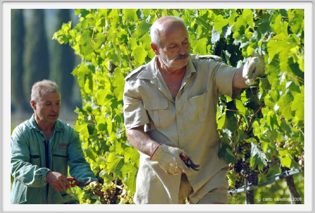 tenuta_di_arceno565