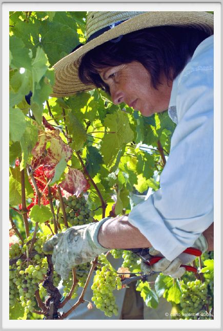tenuta_di_arceno544