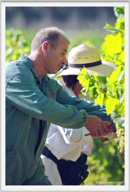 tenuta_di_arceno576