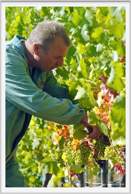 tenuta_di_arceno580