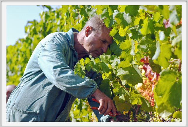 tenuta_di_arceno582