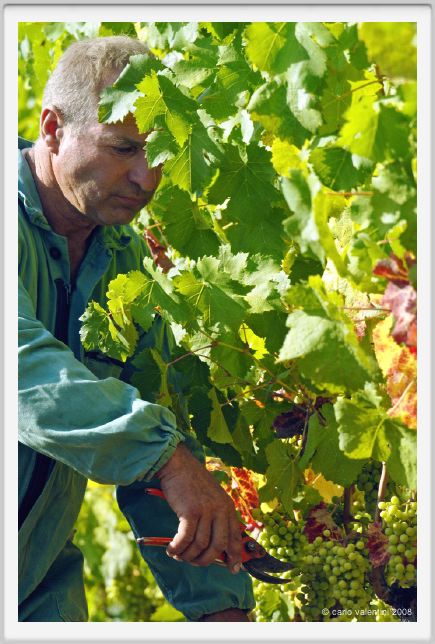 tenuta_di_arceno585