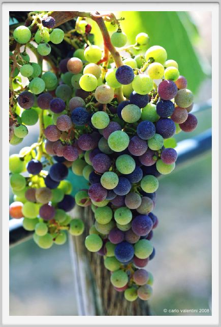 tenuta_di_arceno588