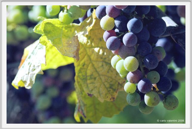 tenuta_di_arceno590