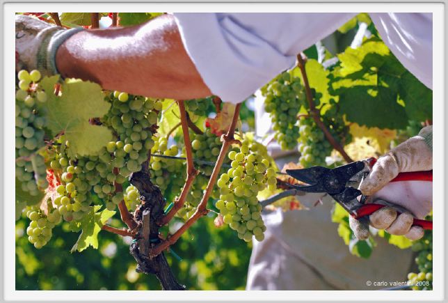 tenuta_di_arceno547
