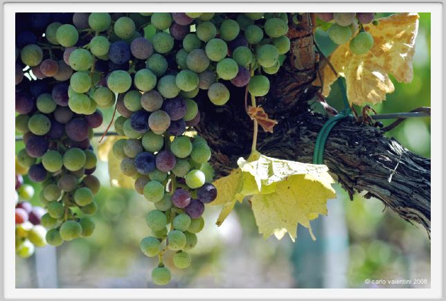 tenuta_di_arceno591