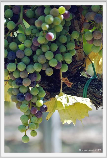 tenuta_di_arceno592
