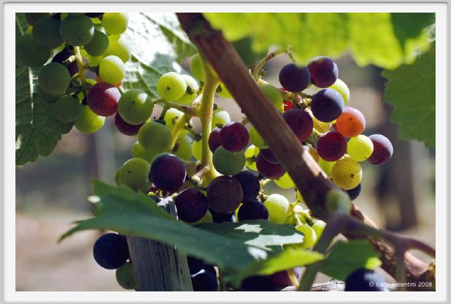 tenuta_di_arceno593