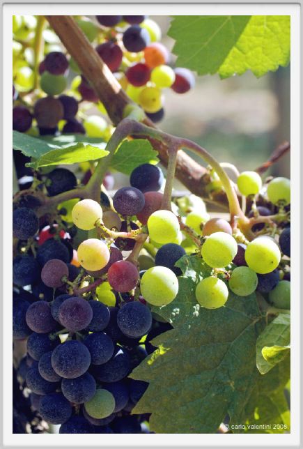 tenuta_di_arceno594
