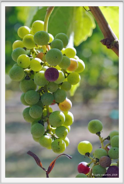 tenuta_di_arceno595