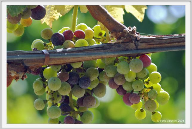 tenuta_di_arceno598