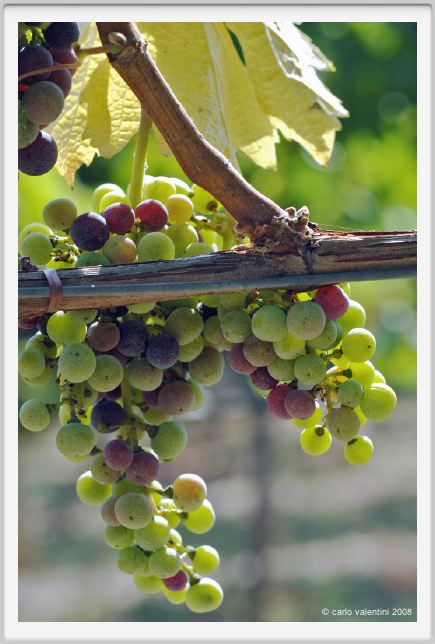 tenuta_di_arceno599