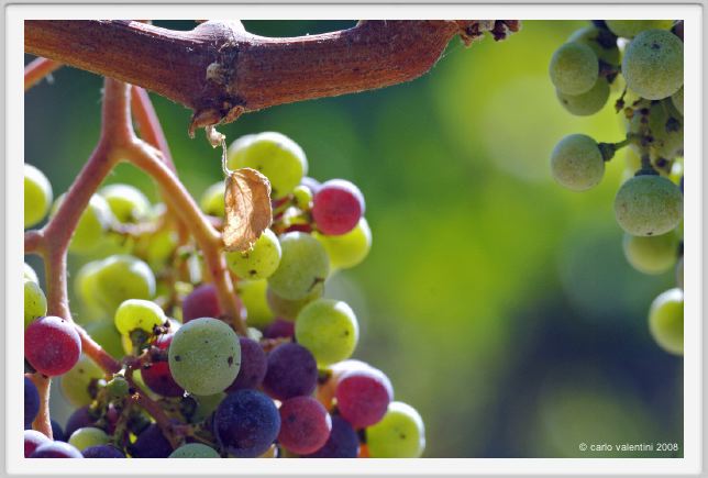 tenuta_di_arceno600