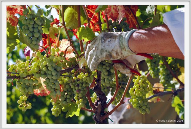 tenuta_di_arceno548