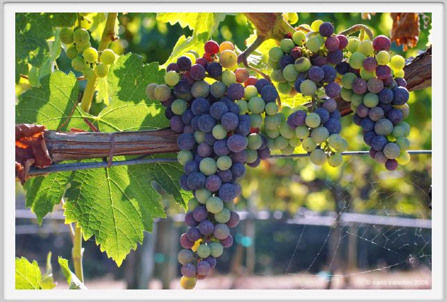 tenuta_di_arceno602