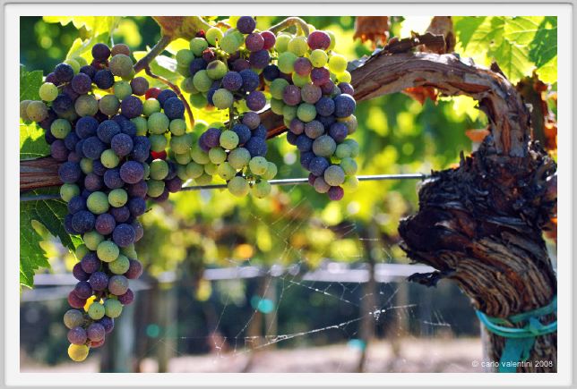 tenuta_di_arceno603
