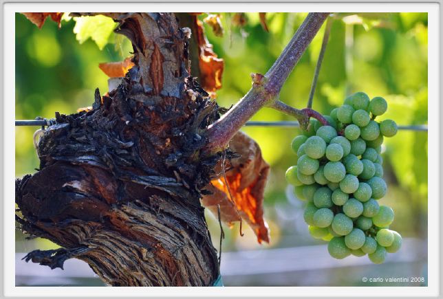 tenuta_di_arceno604