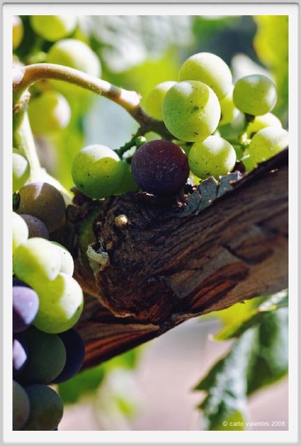 tenuta_di_arceno605