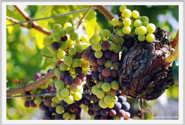 tenuta_di_arceno607