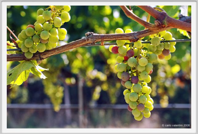 tenuta_di_arceno608