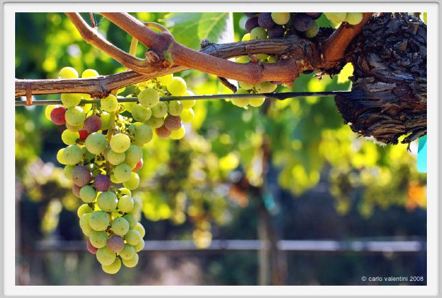 tenuta_di_arceno609