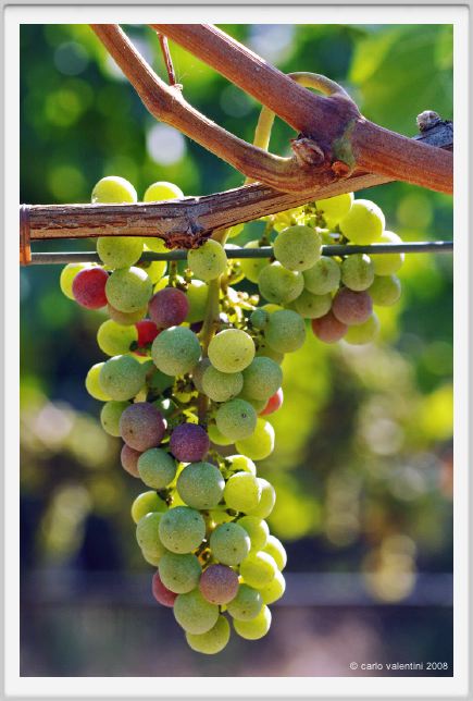 tenuta_di_arceno610
