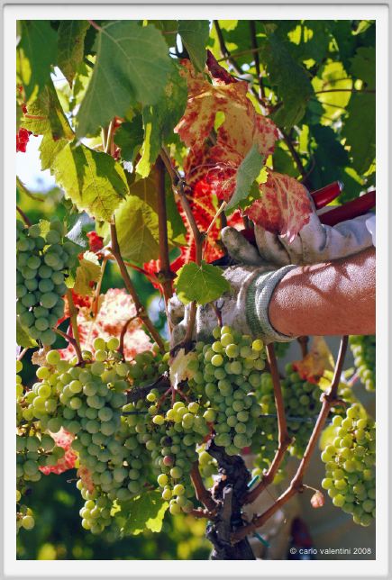 tenuta_di_arceno549