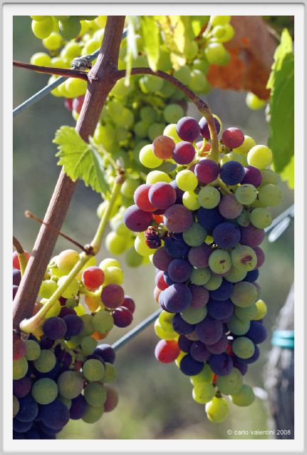tenuta_di_arceno614