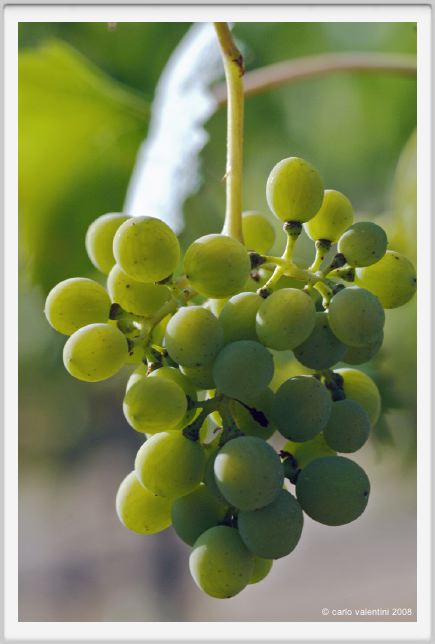 tenuta_di_arceno616