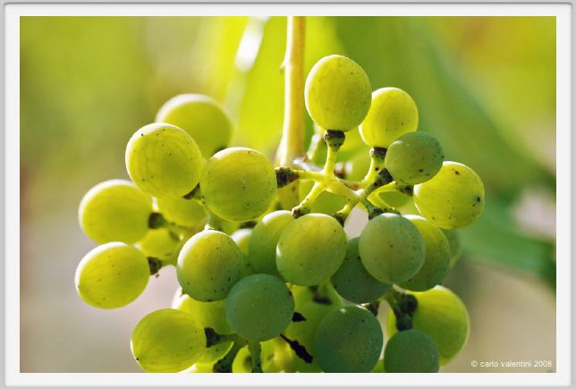 tenuta_di_arceno617