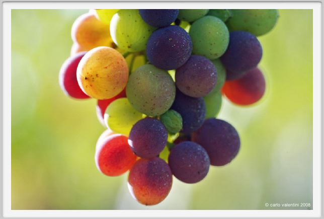 tenuta_di_arceno618