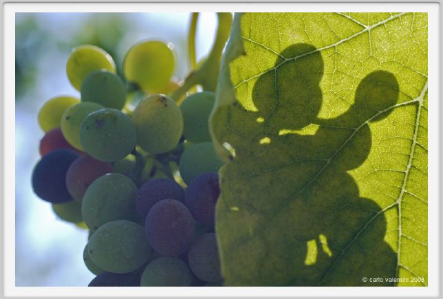 tenuta_di_arceno620