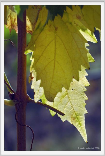 tenuta_di_arceno622