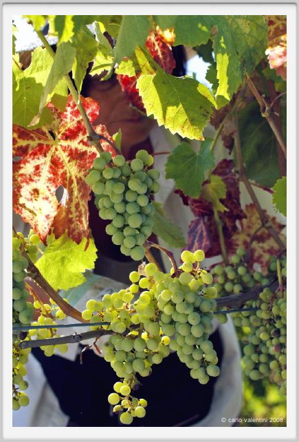 tenuta_di_arceno550