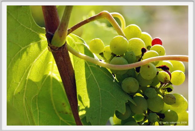 tenuta_di_arceno624