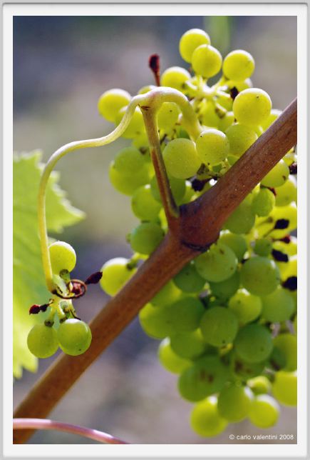 tenuta_di_arceno625
