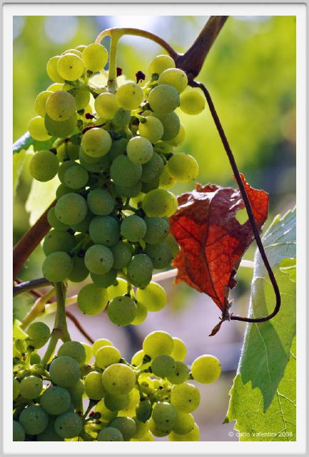tenuta_di_arceno626