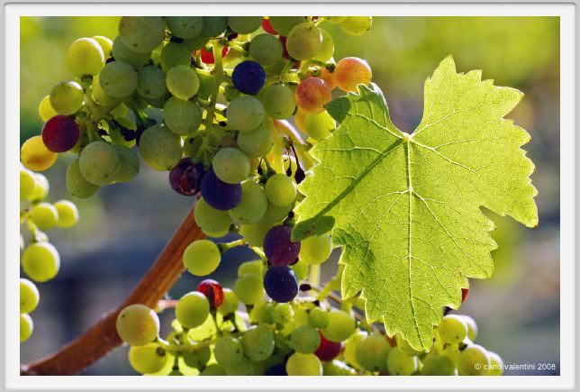 tenuta_di_arceno627