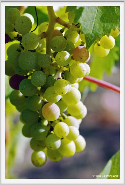 tenuta_di_arceno630